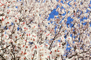 spring flowers, beautiful almond blossoms, blue sky