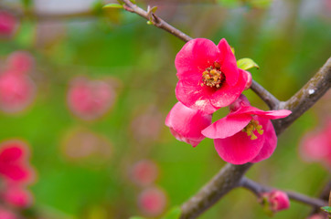 Beautiful pink spring flowers with yellow pistil - flowering Japanese quince on green background