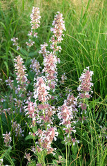 Decorative plant Salvia  superba (nemorosa) on the flowerbed. Sage decorative.