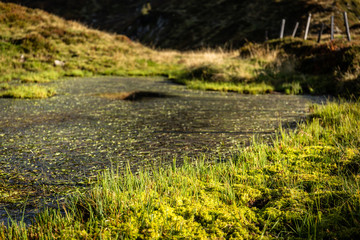 Gräser im Teich am Berg