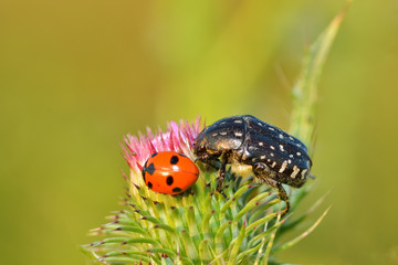 Two species of beetles placed on Silybum marianum (Carduus marianus)