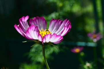 Fototapeta premium flower