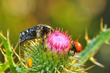 Two species of beetles placed on Silybum marianum (Carduus marianus)