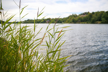 Obraz premium Grasses along the shore of a lake in Stockholm Sweden