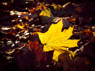 Yellow maple leaf on the ground in autumn is illuminated by sunlight