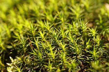 Green moss