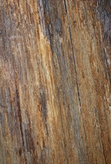 Obraz premium Rustic Orange Bark