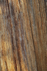 Obraz premium Rustic Orange Bark