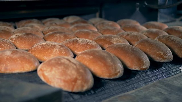 Loaves of bread moving on a conveyor, close up.