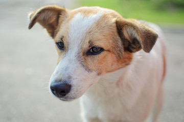 close up portrait of homeless dog puppy