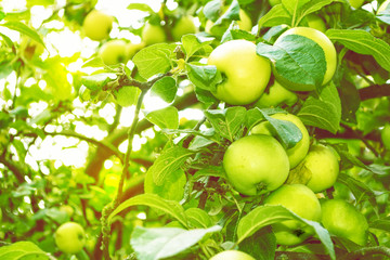 green ripe apples