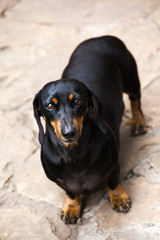 Dachshund Dog autumn Garden