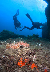 Silhouette of divers and scorpion fish.