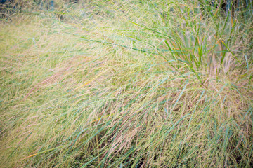 beautiful field  long grass close up.