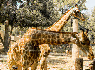 Giraffe in the zoo waiting for animal feed.