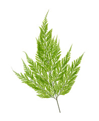 Fern leave isolated on white background
