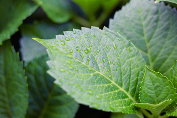 Creative layout made of green leaves. Flat lay. Nature concept