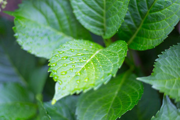 Creative layout made of green leaves. Flat lay. Nature concept