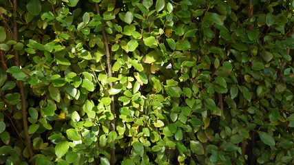 Green Garden Hedging Leaves Texture Background