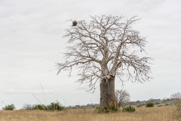 Fototapeta na wymiar Savanna landscape on Kissama, Angola