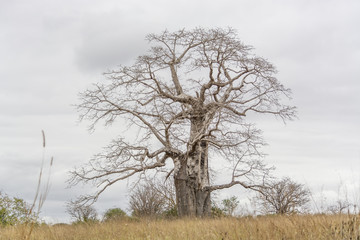 Savanna landscape on Kissama, Angola