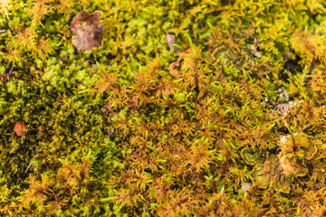 Nature leaf green background layout.