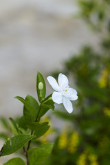 Andaman satinwood white flower