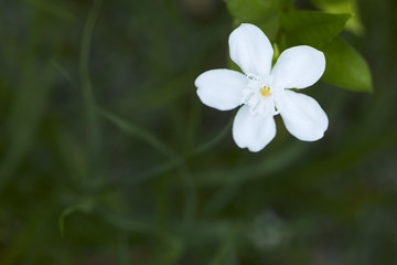Fototapeta na wymiar Andaman satinwood white flower