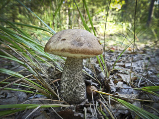 Harvest of mushrooms (Leccinum) - young boletus