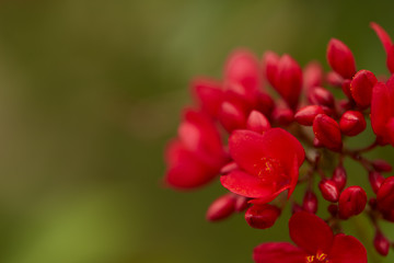 red flowers in the outdoor garden