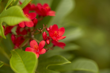 Obraz premium red flowers in the outdoor garden