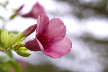 Fototapeta premium Close up of Allamanda cathartica (