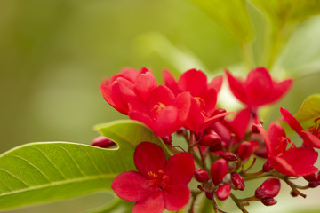 Fototapeta na wymiar red flowers in the outdoor garden