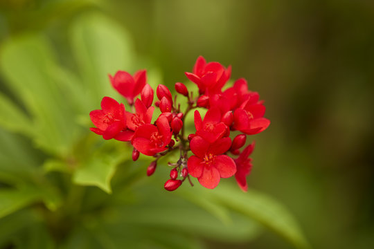 red flowers in the outdoor garden