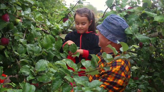 Portrait of grandfather in a hat and plaid shirt with his cute granddaughter sorting apples picking the harvest in the apple trees garden. Outdoor