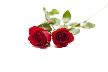 Two red rose on white background