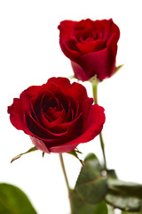 Two red rose on white background