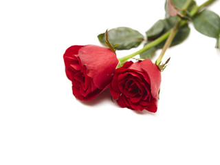 Two red rose on white background