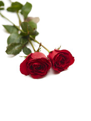 Two red rose on white background