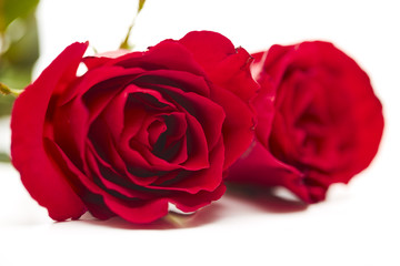 Two red rose on white background