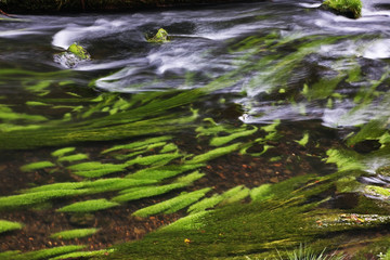 Kamenice river near Hrensko. Bohemia. Czech Republic