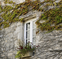 Ivy against old facade of french house. Window.