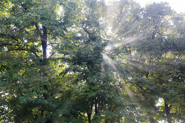 The sun's rays passing through the trees