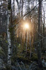 Beautiful spring forest. Magic green forest with trees and bushes on sunny day in Norway. Sun...