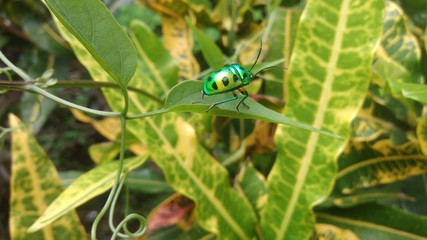 Green Bug on Green Leaf