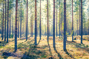 Autumn forest view from Sotkamo, Finland.
