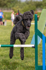 Agility show held at the Usk Show Ground on 21st and 22nd July 2018. Saturday competition held in overcast and some sunny conditions - Sunday held with sunny conditions.