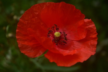 wet poppy after the rain