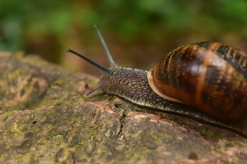 snail on a wood log after the rain