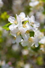 beautiful spring flowers,  white apple blossoms in garden outdor, green background